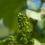 feuilles de vigne