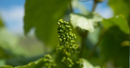 feuilles de vigne